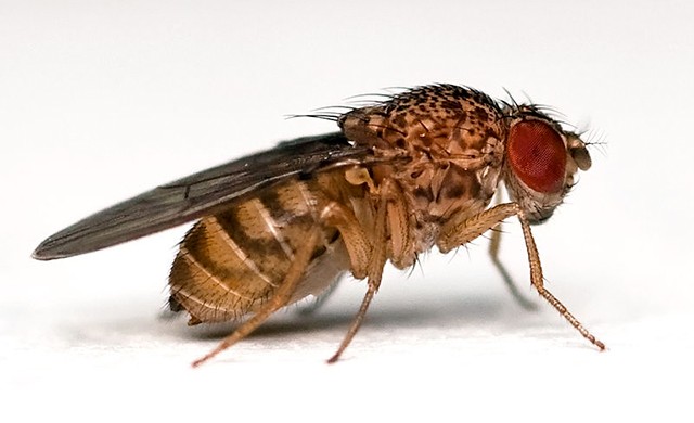 Mosca de la Futa